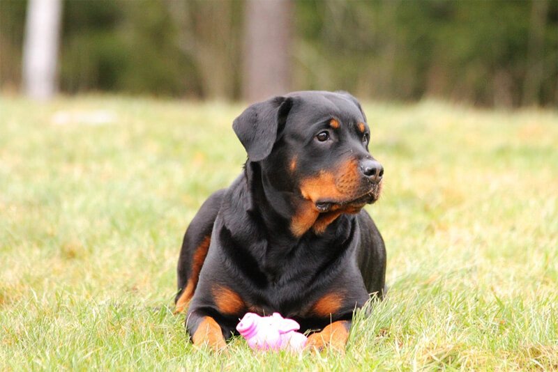 rottweiler-caracteristicas-guia-racas